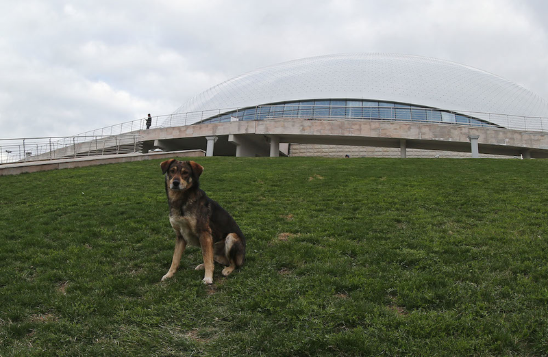 Illustration for article titled The Dogs Of Sochi